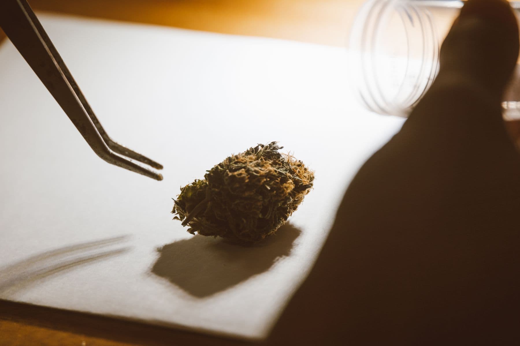 Cannabisblüte wird mit einer Pinzette geprüft